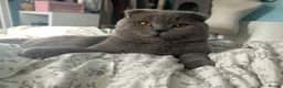 Scottish Fold cats for stud: Scottish Fold for Stud  - Advert 1