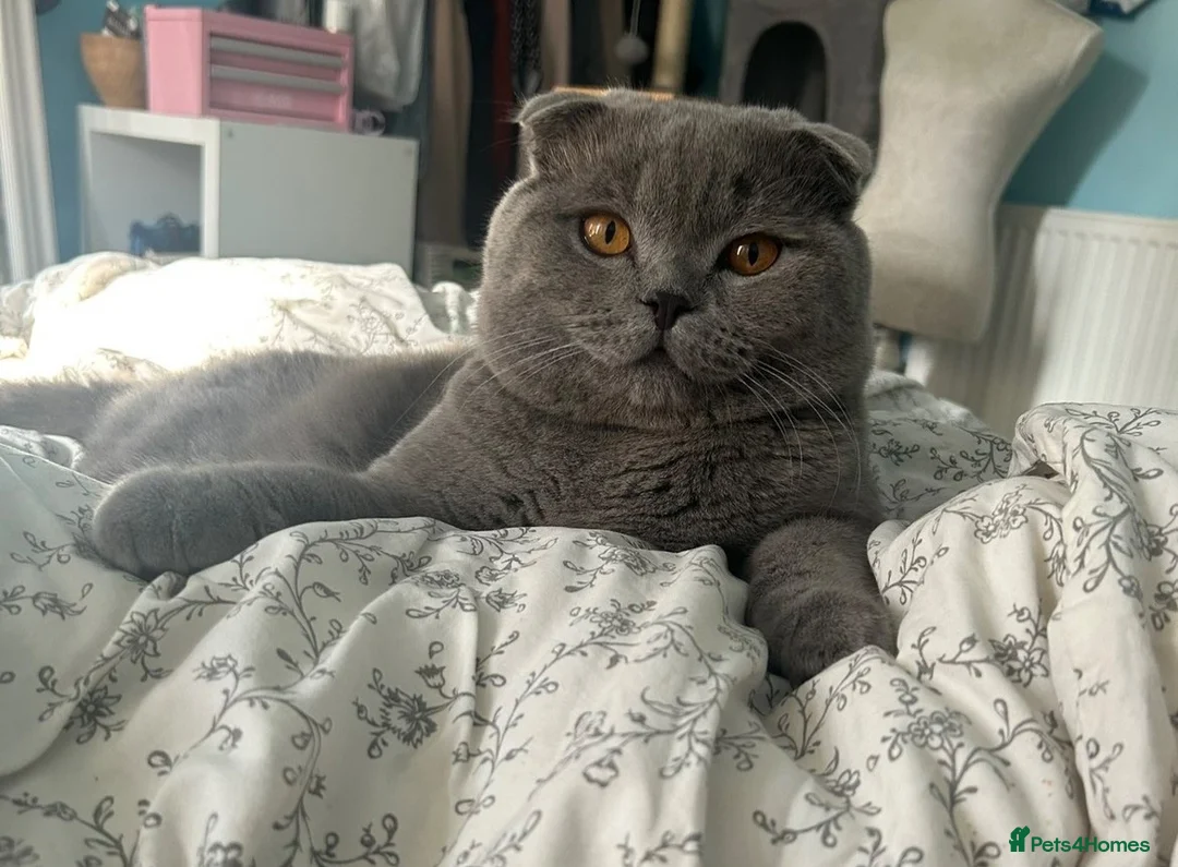 Scottish Fold cats for stud: Scottish Fold for Stud  - Advert 1
