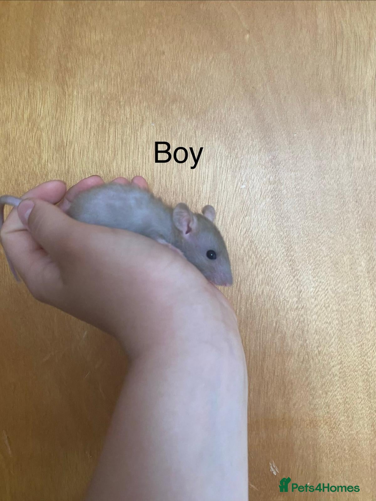 Rat rodents for sale: Mixed sexed baby rats in Chelmsford - Advert 39