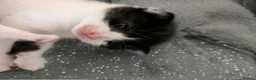 Mixed Breed cats for sale: 2 Male Kittens  - Advert 4