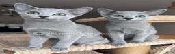 Russian Blue cats for sale: Two Beautiful Pedigree Russian Blue Girls - Advert 4