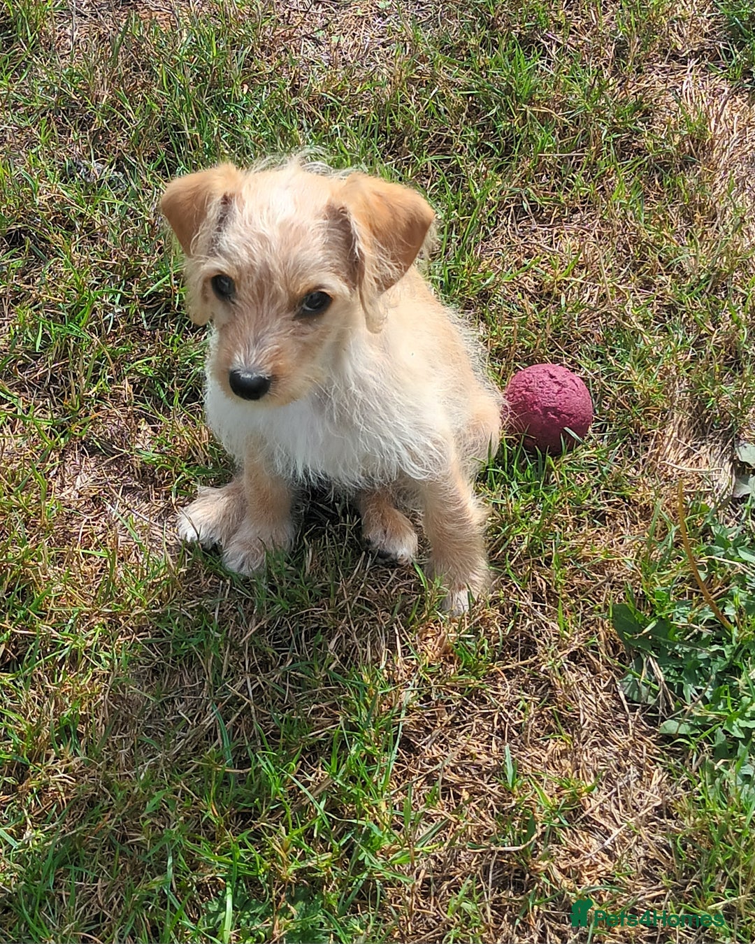 Jackapoo dogs for sale: Golden Male Jack-A-Poo Puppy - Image 5