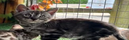 Bengal cats for sale: Stunning full marbled Bengal - Advert 1