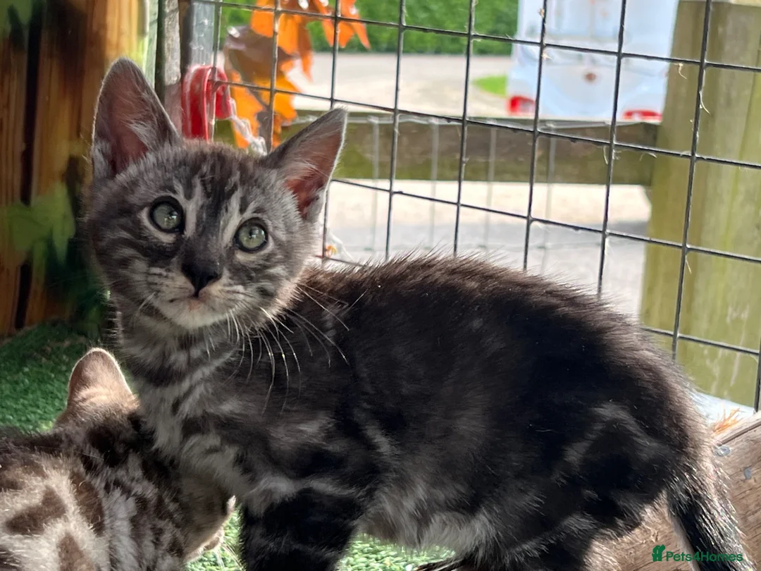 Bengal cats for sale: Stunning full marbled Bengal - Advert 1