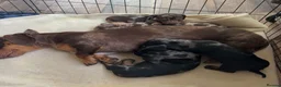 Miniature Dachshund dogs for sale: Active purebred dapple dachshund shorthair.  - Advert 6