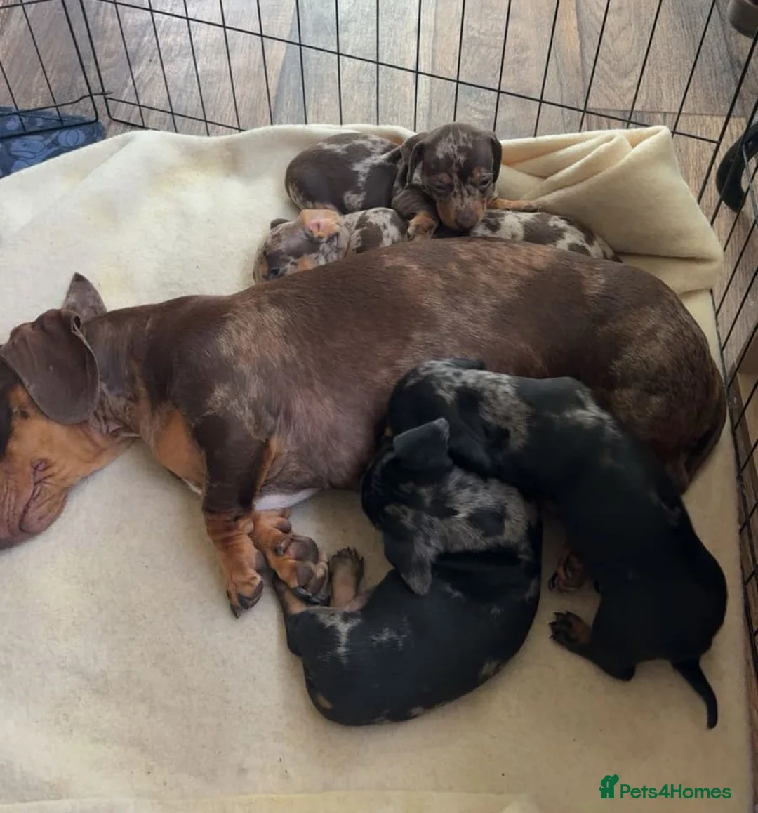 Miniature Dachshund dogs for sale: Active purebred dapple dachshund shorthair.  - Advert 6