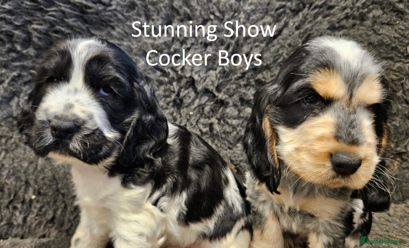 Cocker Spaniel dogs Stunning Show Cockers. Health Tested/KC Registered - Advert 10