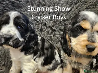 Cocker Spaniel dogs Stunning Show Cockers. Health Tested/KC Registered - Advert 10