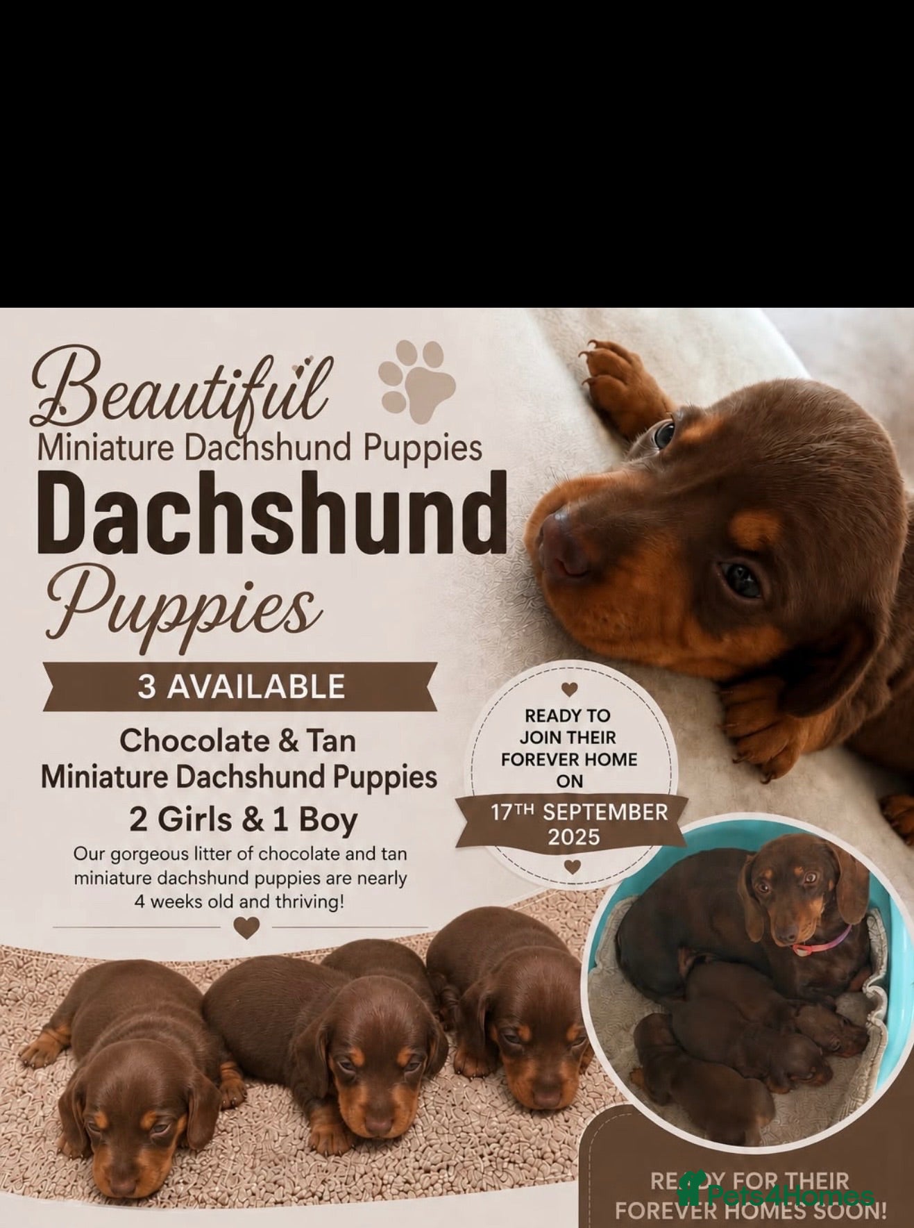 Miniature Dachshund dogs Miniature Dachshund puppy’s  - Advert 1