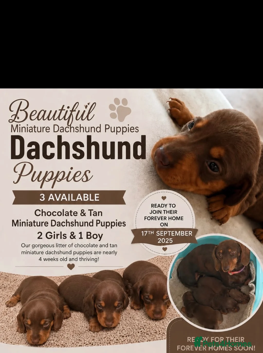 Miniature Dachshund dogs for sale: Miniature Dachshund puppy’s  in Dartford - Advert 1