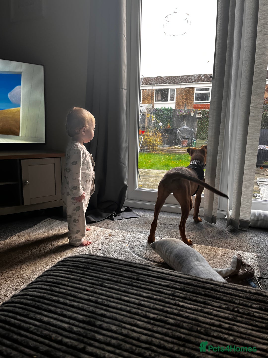 Mixed Breed dogs for sale: 16 week old hunter way female tan coloured  - Image 1