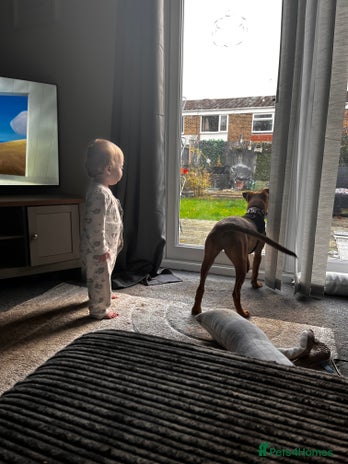 Mixed Breed dogs - Advert 1