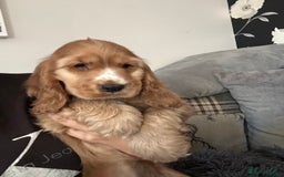 Cocker Spaniel dogs for sale: 🐶 STUNNING traditional KC show cocker spaniels*** - Image 4