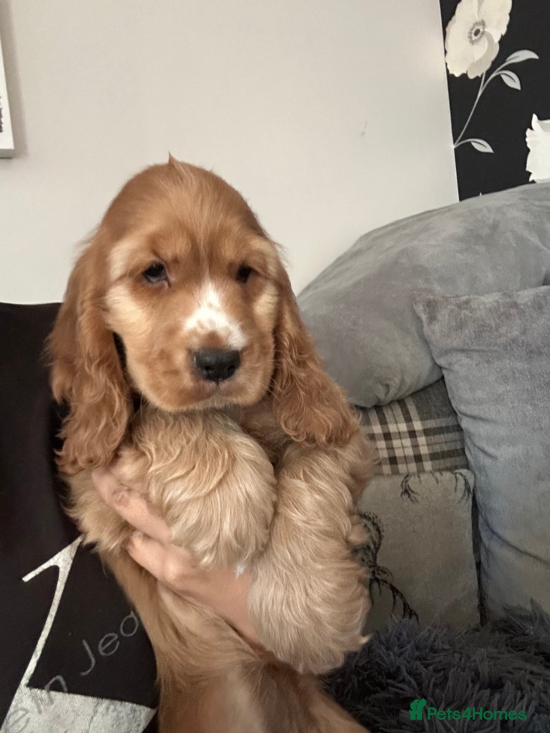 Cocker Spaniel dogs for sale: 🐶 STUNNING traditional KC show cocker spaniels*** - Image 4