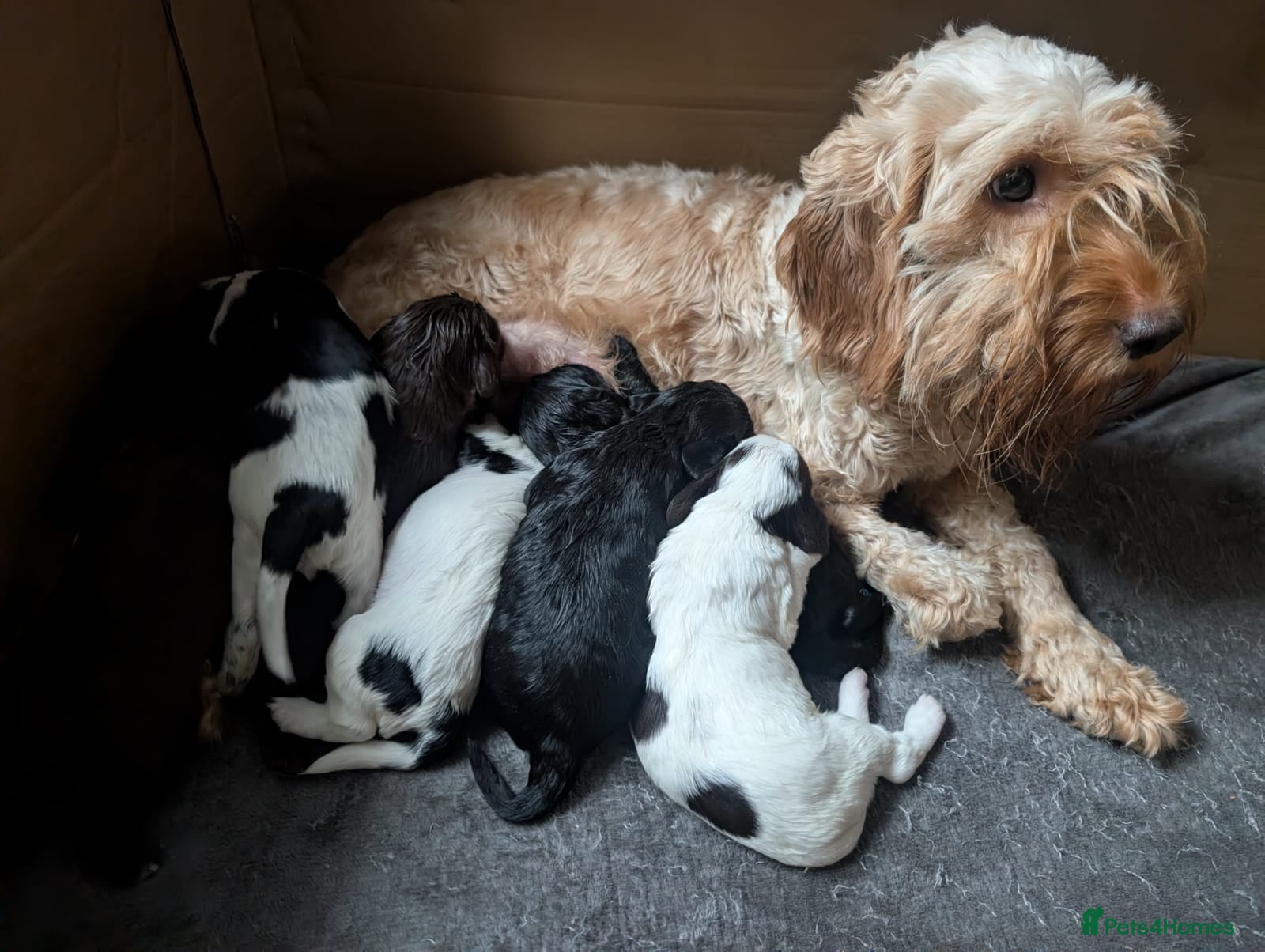 Cockapoo dogs Beautiful cockapoos F2b - Advert 6