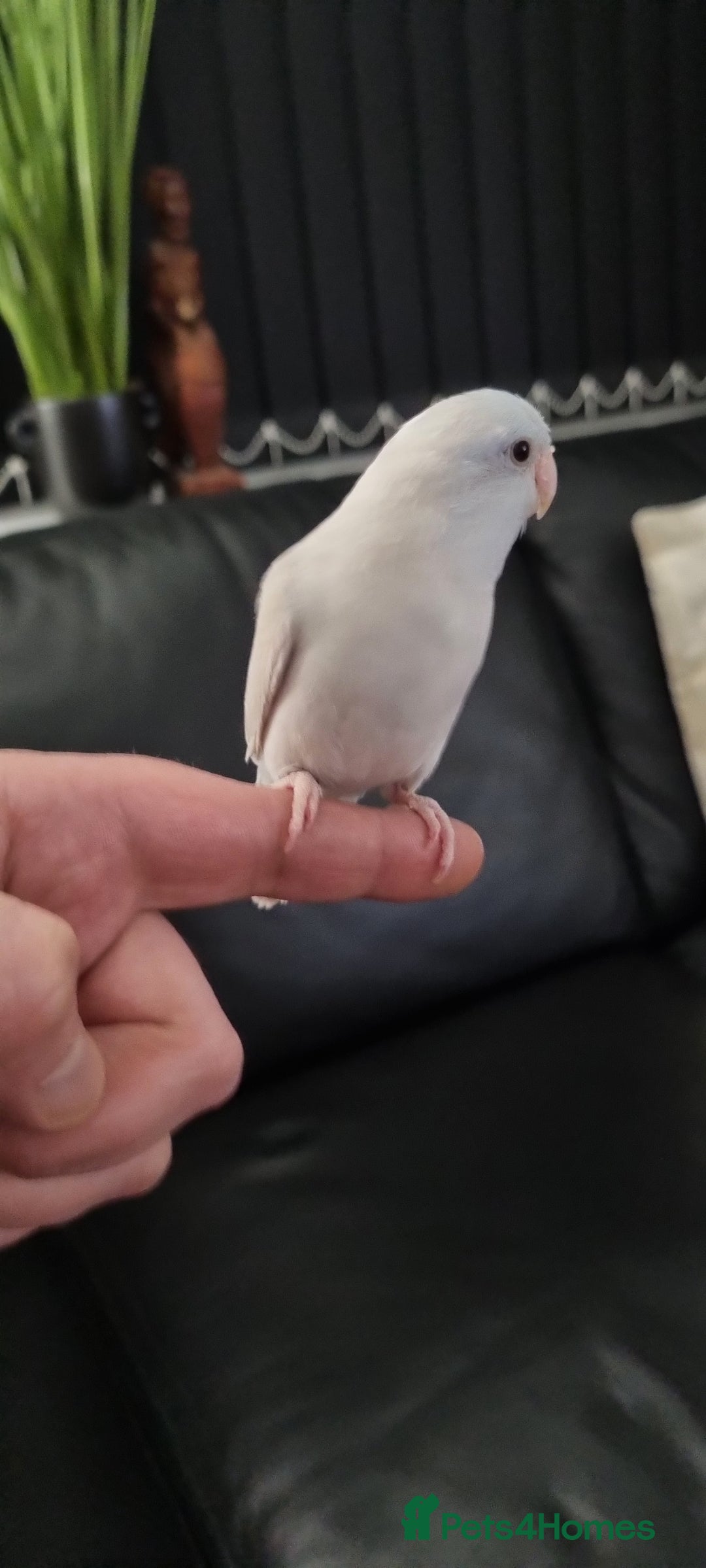 Parrots birds for sale: 8 week old Hand Reared Baby Parrotlet - Advert 3