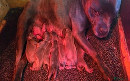 Staffordshire Bull Terrier dogs for sale: BEAUTYFULL BLUE STAFFY PUPPIES 💙 READY TO LEAVE - Image 7