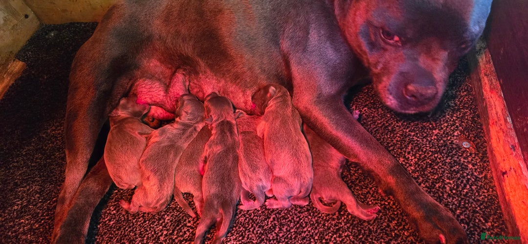 Staffordshire Bull Terrier dogs for sale: BEAUTYFULL BLUE STAFFY PUPPIES 💙 READY TO LEAVE - Image 7