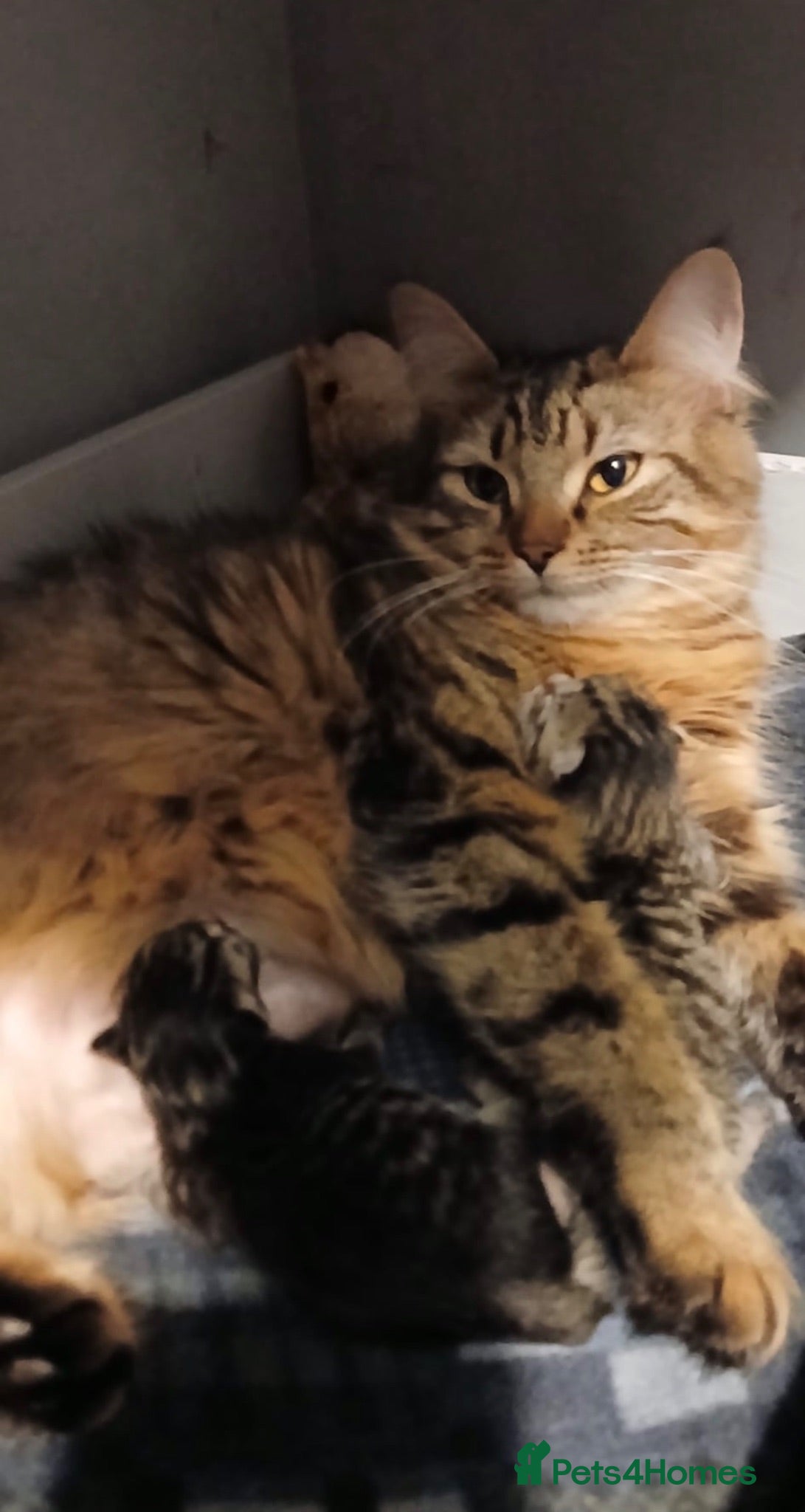 Persian cats Fluffy tabby kittens  - Advert 3