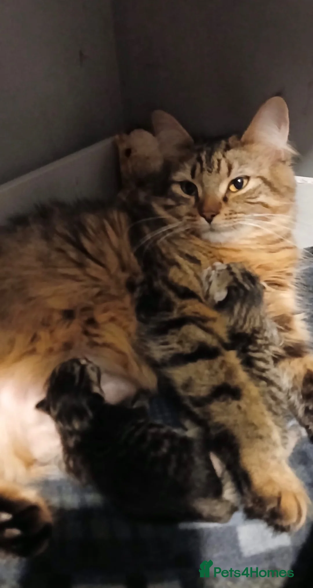 Persian cats for sale: Fluffy tabby kittens  - Advert 1