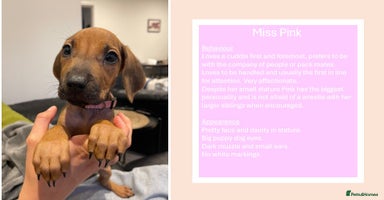 Rhodesian Ridgeback dogs in Scunthorpe - Advert 1