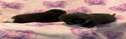 Mixed Breed cats for sale: Frankie’s Kittens Ready 20th August - Advert 18