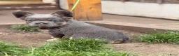 French Bulldog dogs for sale: French bulldog puppies  - Advert 2