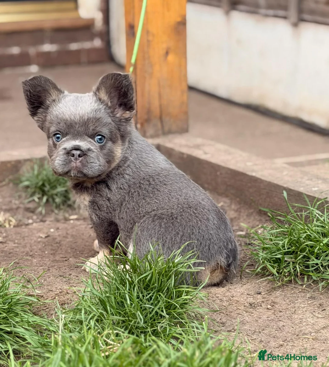 French Bulldog dogs for sale: French bulldog puppies  - Advert 2
