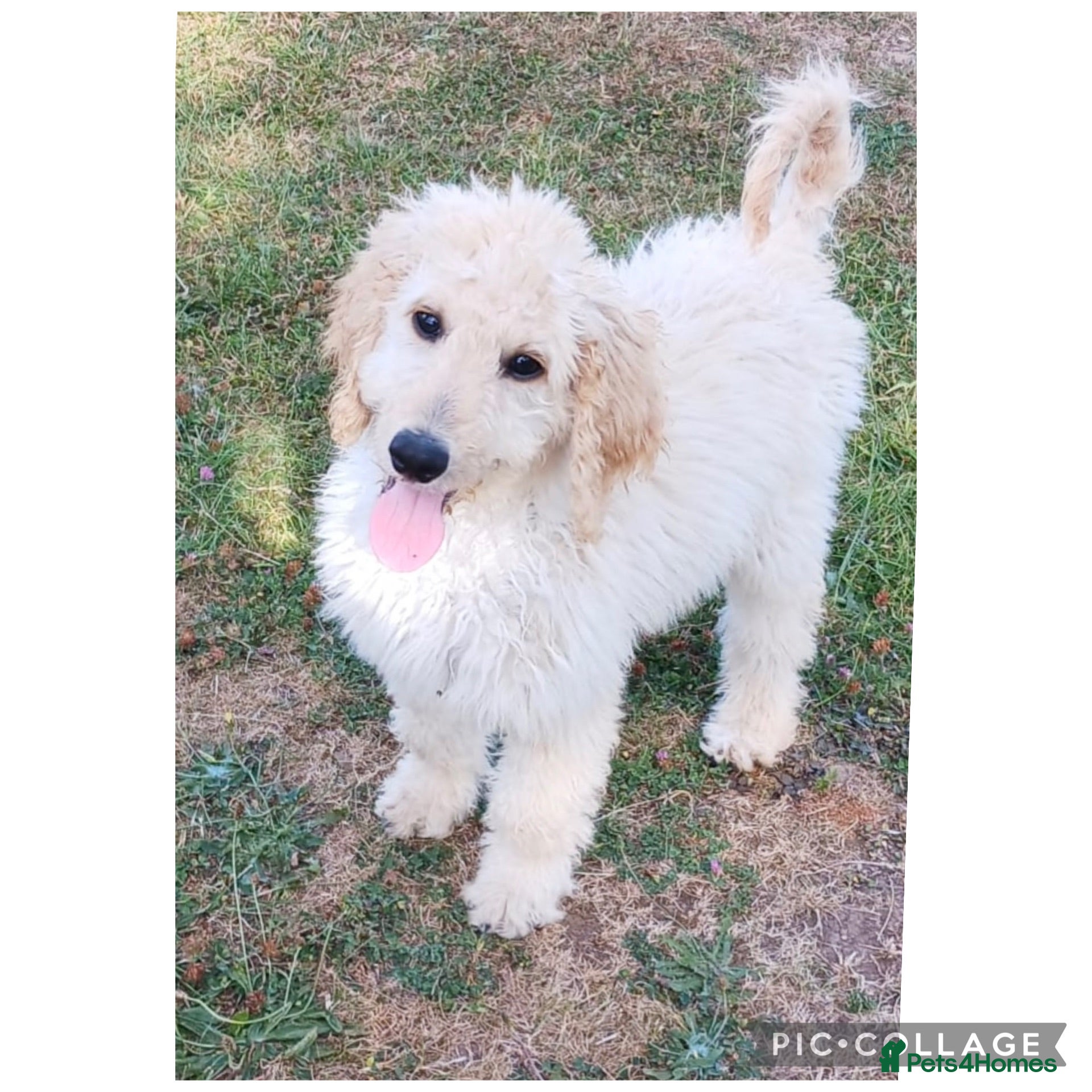 Labradoodle dogs Adorable health tested f1bb standard labradoodles  - Advert 1