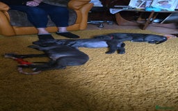 Cane Corso dogs for sale: My puppies  - Image 11
