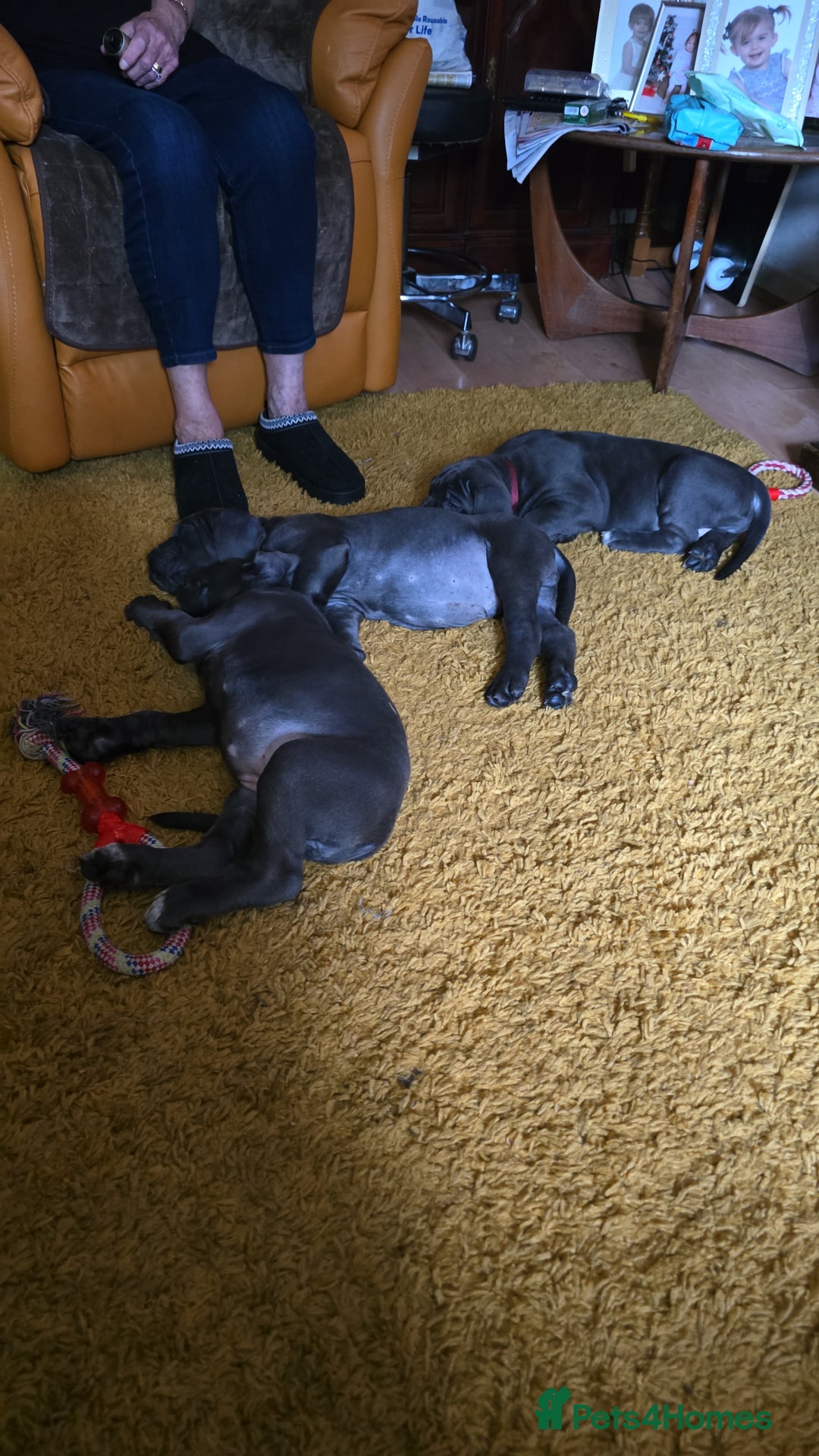 Cane Corso dogs for sale: My puppies  - Image 11