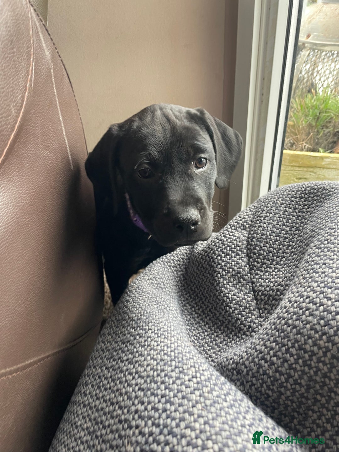 Mixed Breed dogs for sale: Rottweiler/vizsla - Image 27