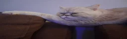 Exotic cats for sale: Gorgeous cream exotic shorthair  - Advert 2