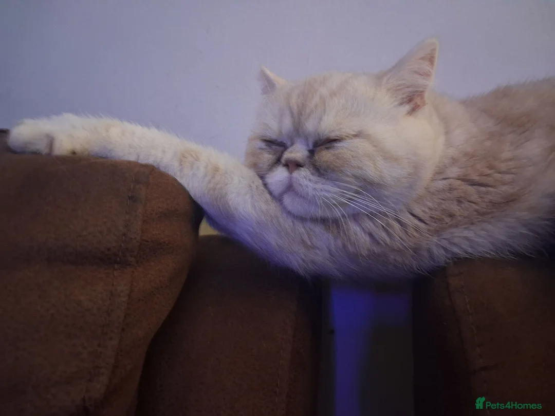Exotic cats for sale: Gorgeous cream exotic shorthair  - Advert 2