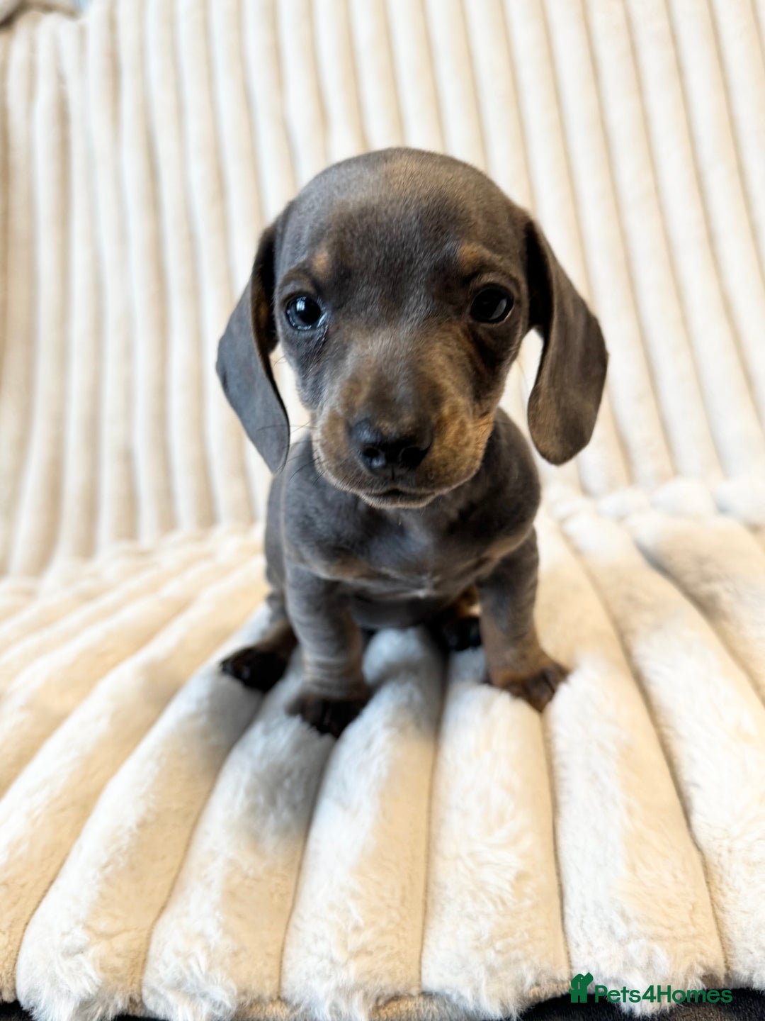 Miniature Dachshund dogs for sale: LAST 2 BOYS Miniature smooth Dachshund puppies - Image 16
