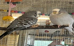 Budgerigars birds for sale: Budgies - Image 7