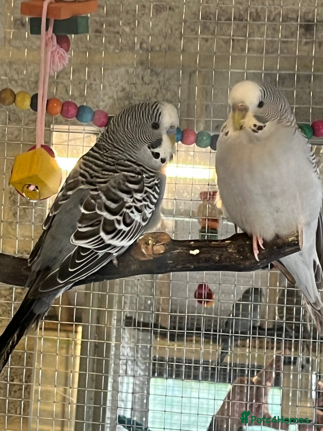 Budgerigars birds for sale: Budgies - Image 7