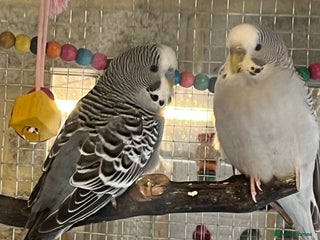 Budgerigars birds - Advert 5