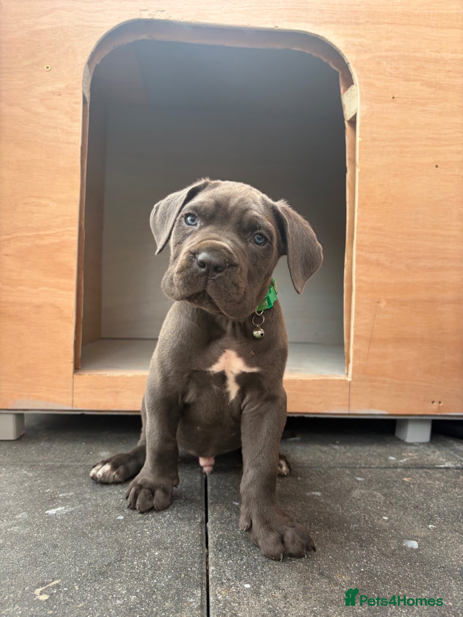 Cane Corso dogs ✨Top Quality Russian Bloodline Cane Corso Puppies✨ - Advert 2