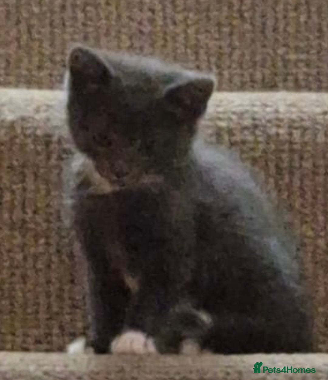 British Shorthair cats for sale: 3 kittens ready for collection  - Advert 3