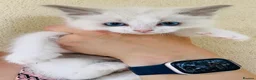 Ragdoll cats for sale: Beautiful ragdoll kittens  - Advert 21