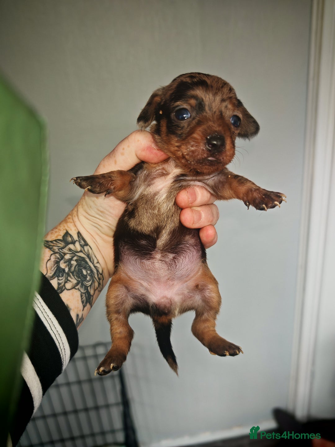 Dachshund dogs for sale: Dachshund puppies  - Image 7