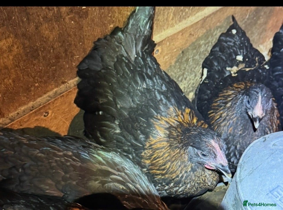 Chickens poultry Black copper Marans - Advert 1