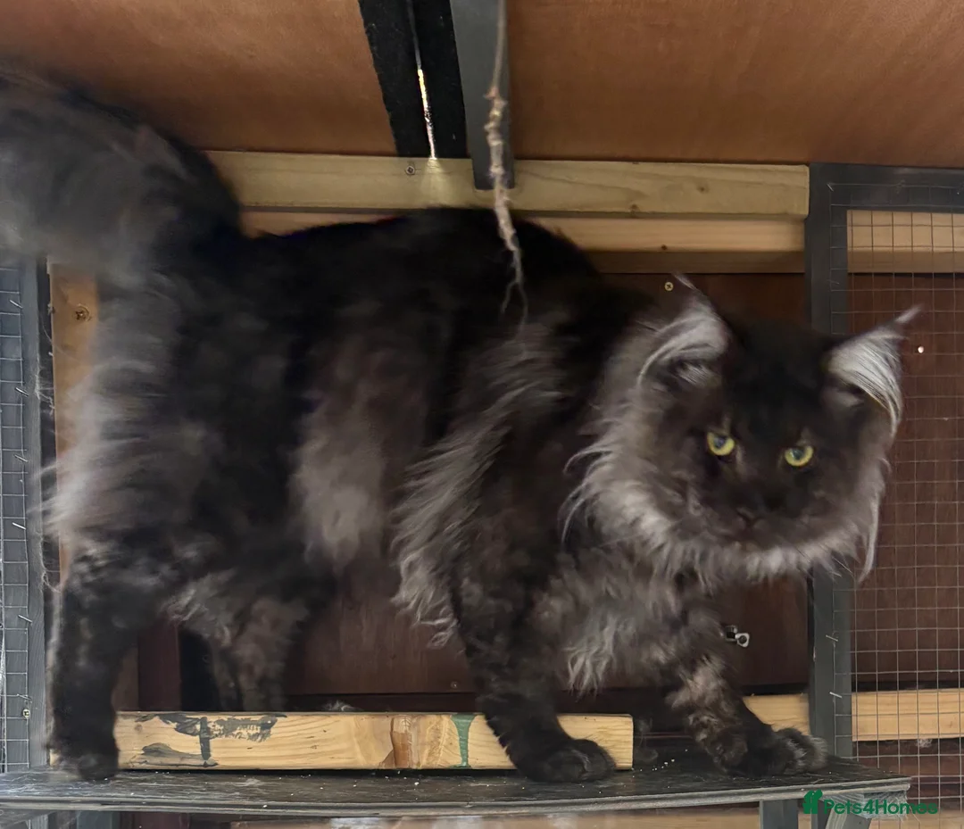 Maine Coon cats for sale:  Stunning Maincoon boy black/smoke - Advert 3