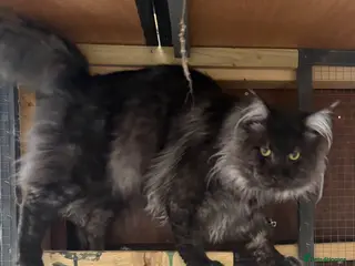 Maine Coon cats Stunning Maincoon boy black/smoke - Advert 3