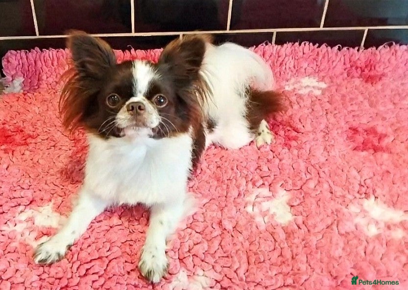 Chihuahua dogs KC reg-Heath Tested-Proven Stud - Advert 8