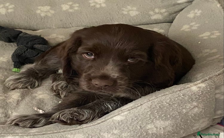 Cocker Spaniel dogs - Advert 3