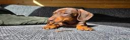 Miniature Dachshund dogs for sale: READY NOW KC GIRL - Advert 2