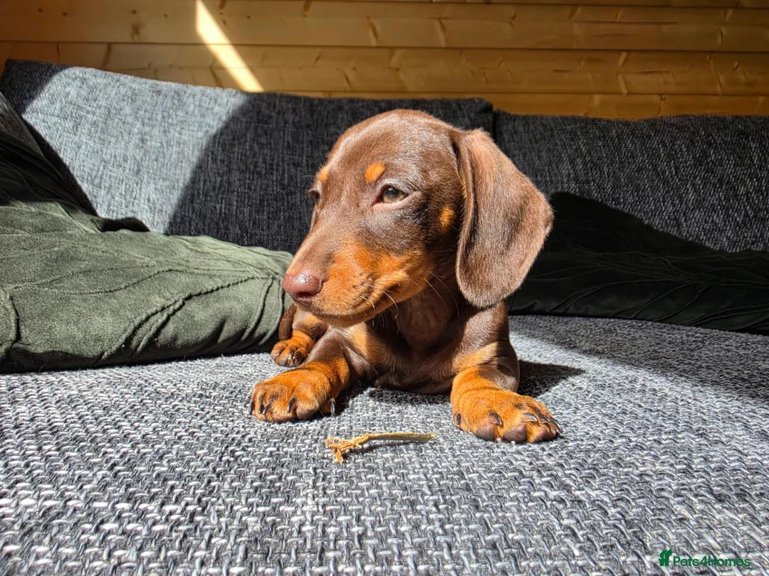 Miniature Dachshund dogs for sale: READY NOW KC GIRL - Advert 2