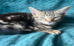 Mixed Breed cats for sale: Ragdoll, Bengal, main coon mix kittens  - Image 5